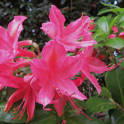 Azalea mollis Jolie Madame