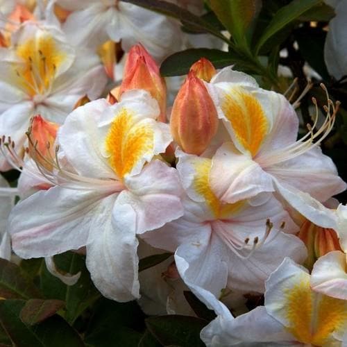 Azalea mollis Silver Slipper