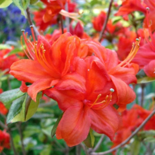 Azalea mollis Fireball