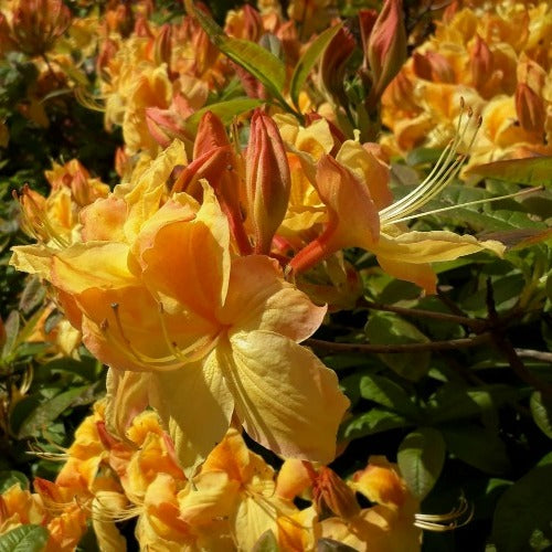 Azalea mollis Golden Sunset