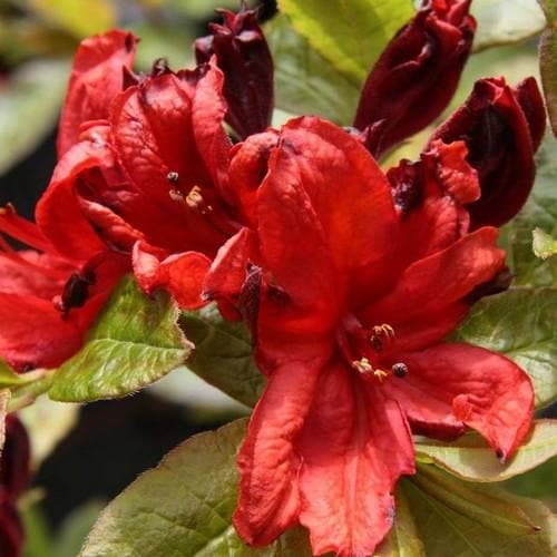 Azalea mollis Nabucco