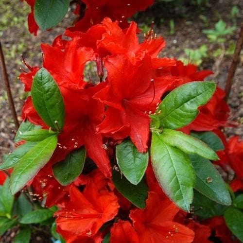 Azalea mollis Nabucco