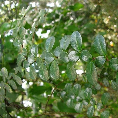 Azara microphylla