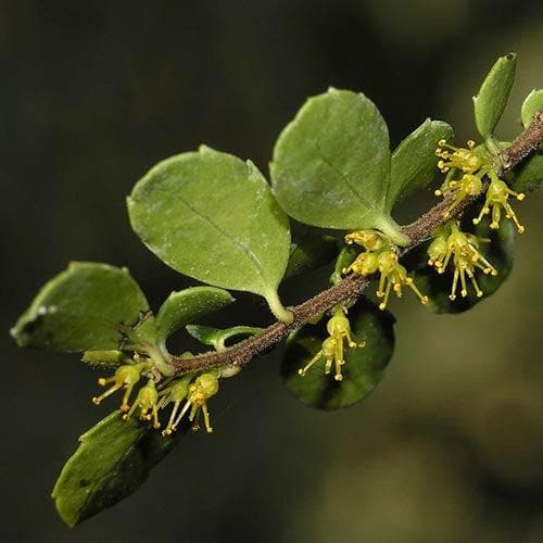 Azara microphylla