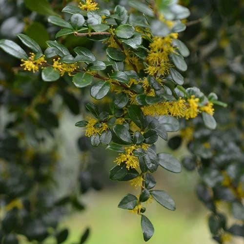 Azara microphylla