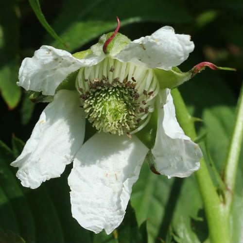 Balloon Berry - Rubus illecebrosus - Future Forests