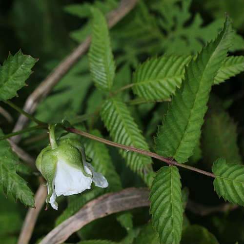 Balloon Berry - Rubus illecebrosus - Future Forests