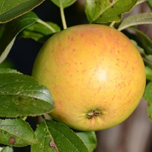 Apple Ballyvaughan Seedling - Future Forests