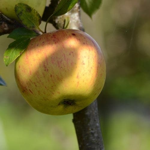 Apple Ballyvaughan Seedling - Future Forests