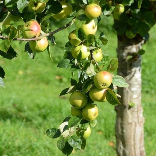 Apple Ballyvaughan Seedling - Future Forests