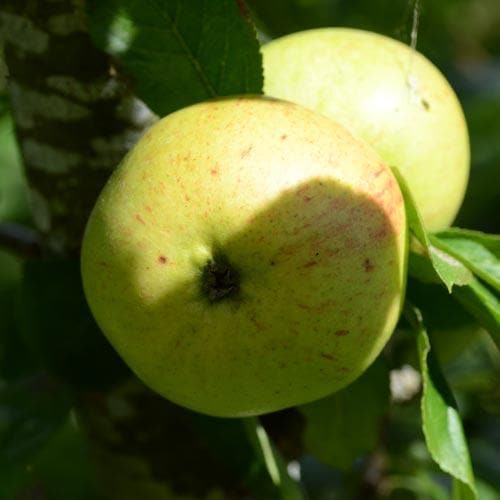 Apple Ballyvaughan Seedling - Future Forests