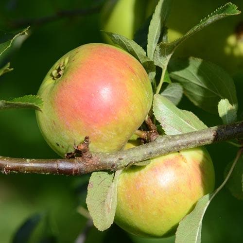 Apple Ballyvaughan Seedling - Future Forests