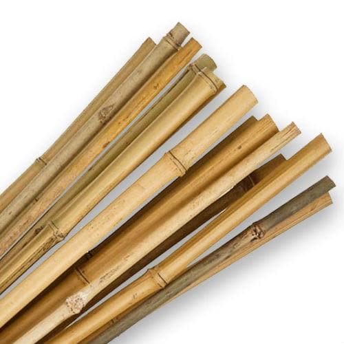 Bamboo Canes 3ft