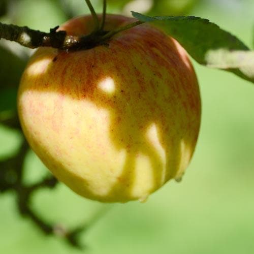 Apple Bardsey - Future Forests