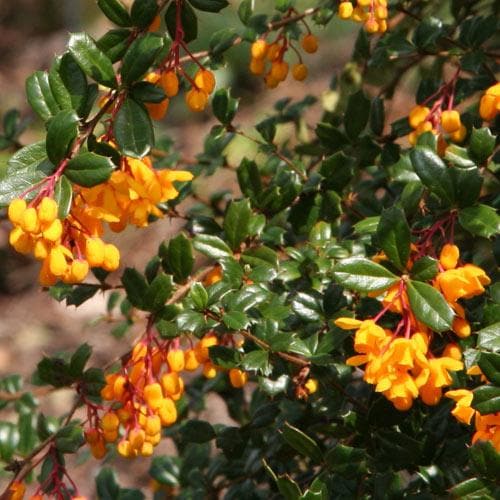 Berberis darwinii - Future Forests