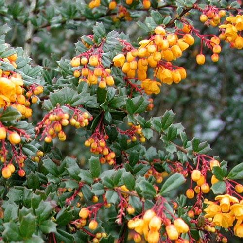 Berberis darwinii Pot | 2L / Not provided / Not provided