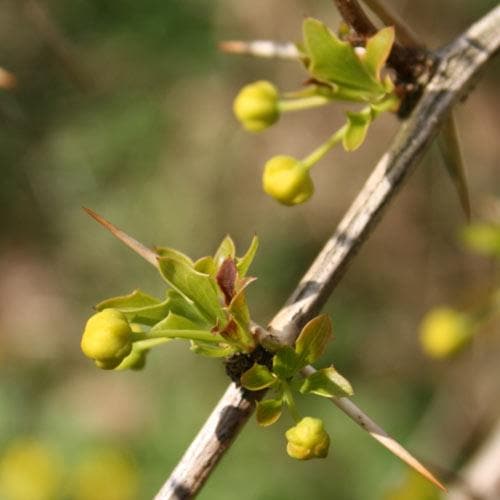 Berberis darwinii - Future Forests