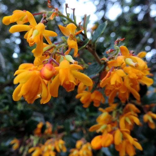 Berberis darwinii Compacta