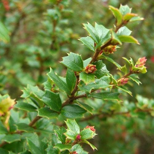 Berberis darwinii - Future Forests