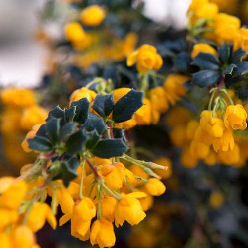 Berberis darwinii Compacta