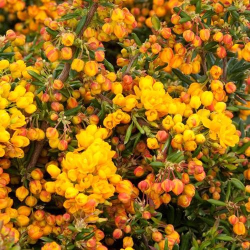 Berberis darwinii Compacta