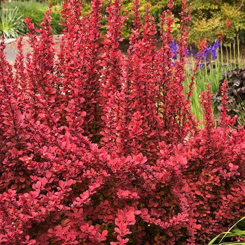 Berberis thunbergii Orange Rocket