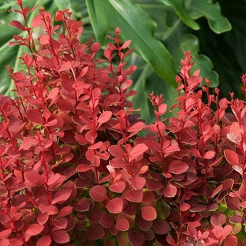 Berberis thunbergii Orange Rocket