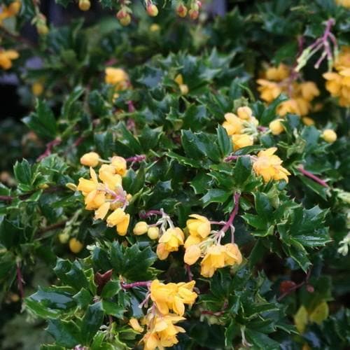 Berberis darwinii Nana - Future Forests