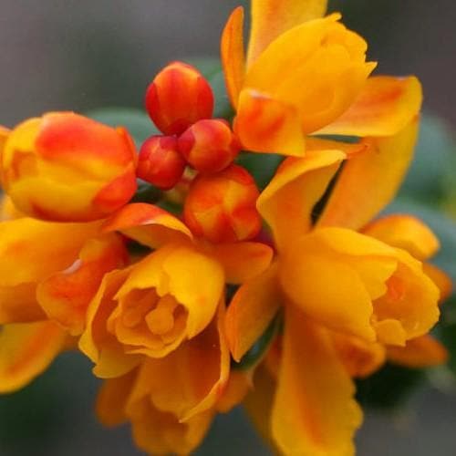 Berberis lologensis Mystery Fire - Future Forests