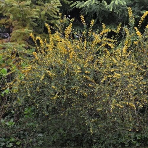 Berberis lologensis Mystery Fire - Future Forests