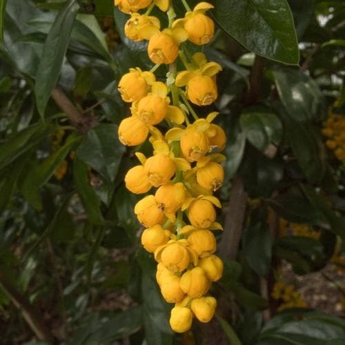 Berberis valdiviana - Future Forests