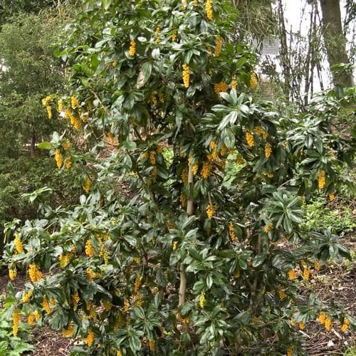 Berberis valdiviana - Future Forests