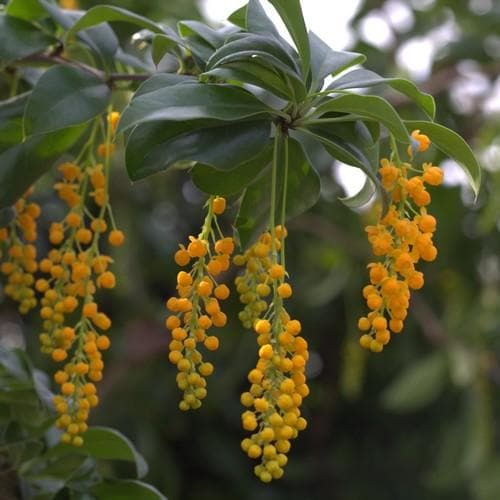 Berberis valdiviana - Future Forests