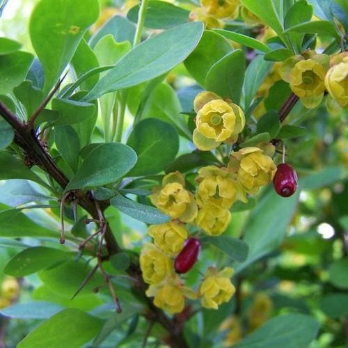 Berberis vulgaris - Future Forests