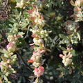 Berberis wilsoniae 1-2ft Bareroot - Future Forests