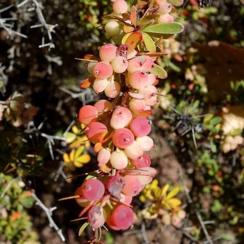 Berberis wilsoniae - Future Forests