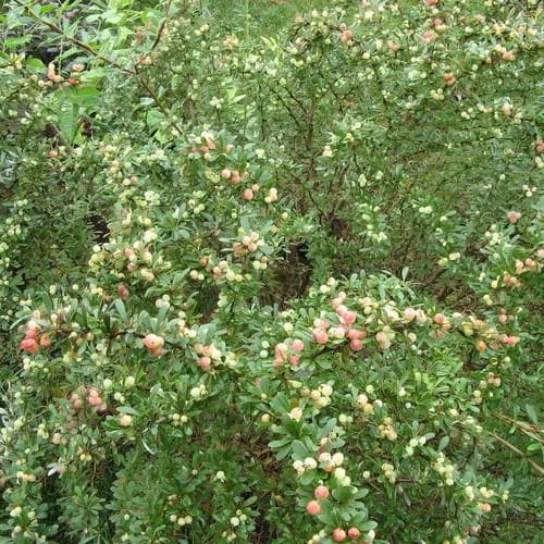 Berberis wilsoniae - Future Forests