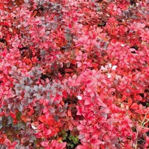 Berberis x media Red Jewel - Future Forests