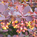 Berberis x ottawensis Superba 2ft Bareroot