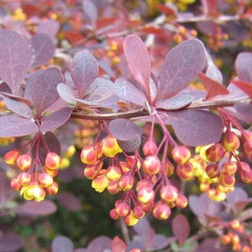 Berberis x ottawensis Superba - Future Forests