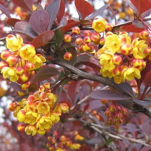 Berberis x ottawensis Superba - Future Forests
