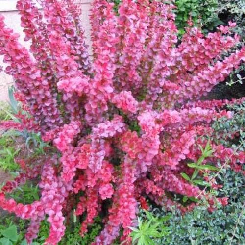 Berberis x ottawensis Superba - Future Forests