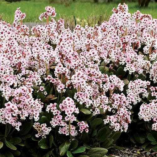 Bergenia Angel Kiss (Dragonfly™ series)