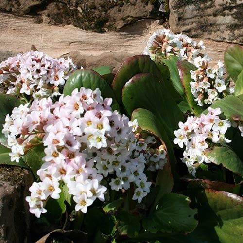 Bergenia Bressingham White