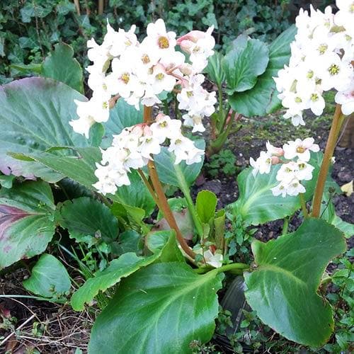 Bergenia Bressingham White