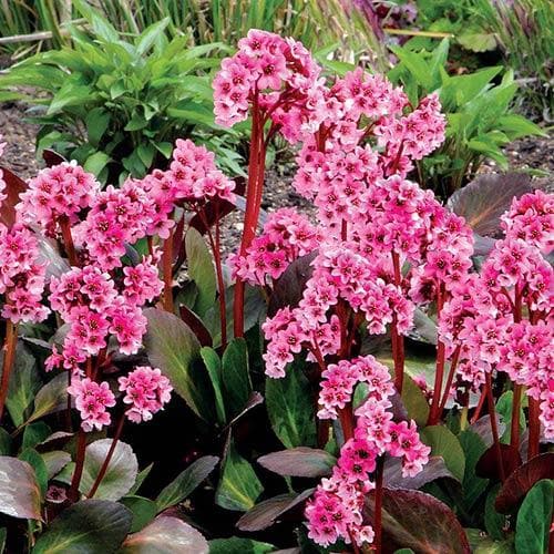 Bergenia Sakura (Dragonfly™ series)