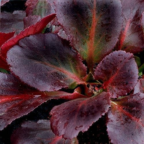 Bergenia Sakura (Dragonfly™ series)