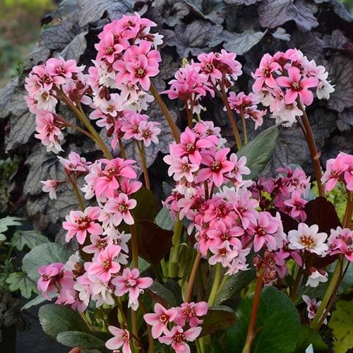 Bergenia Sakura (Dragonfly™ series)