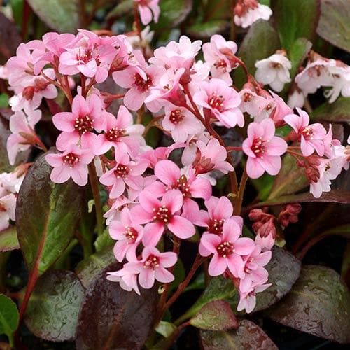 Bergenia Sakura (Dragonfly™ series)