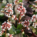 Bergenia cordifolia Bach